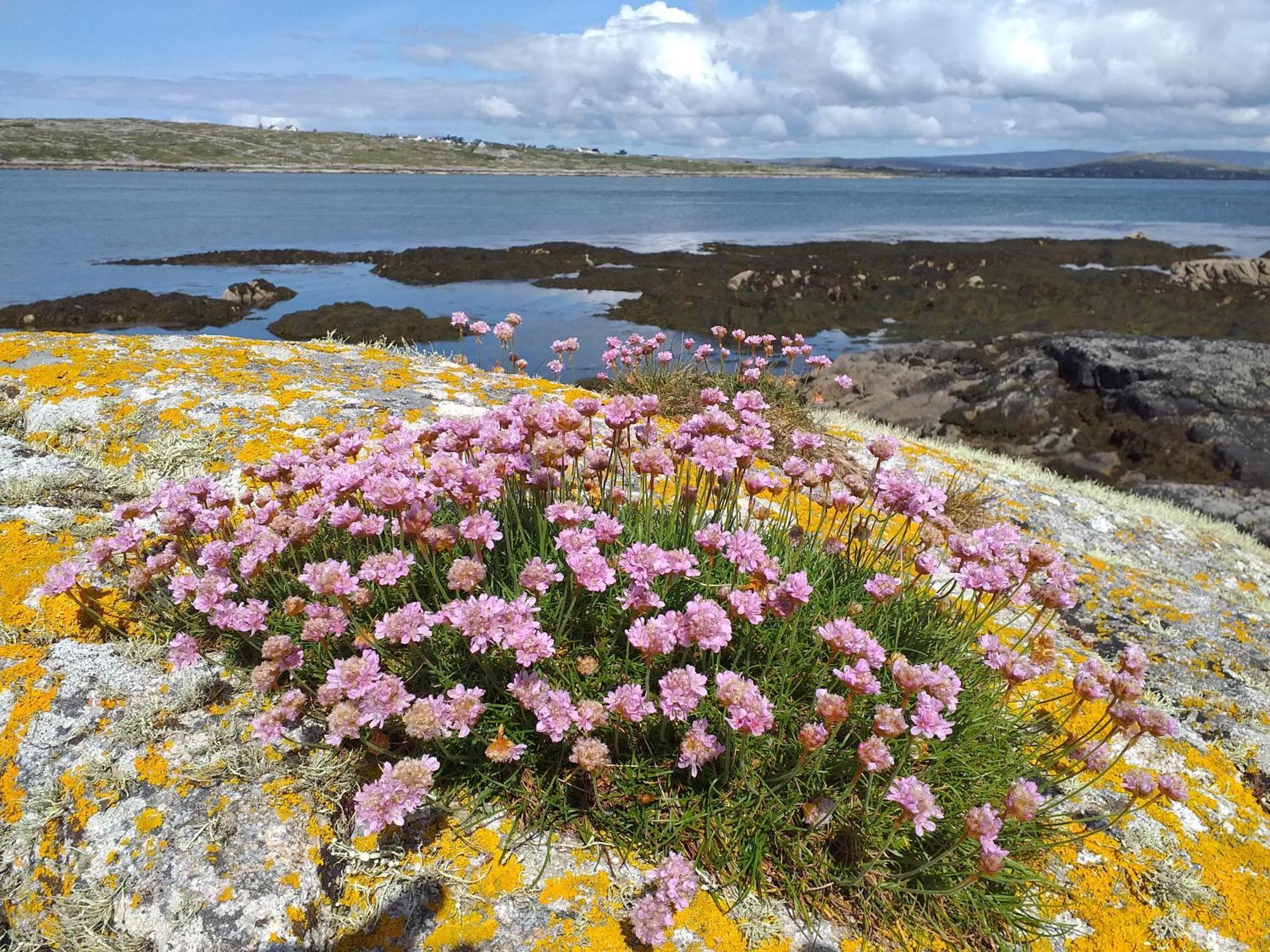 Connemara Lake View Apartment Camus Eighter Exterior foto
